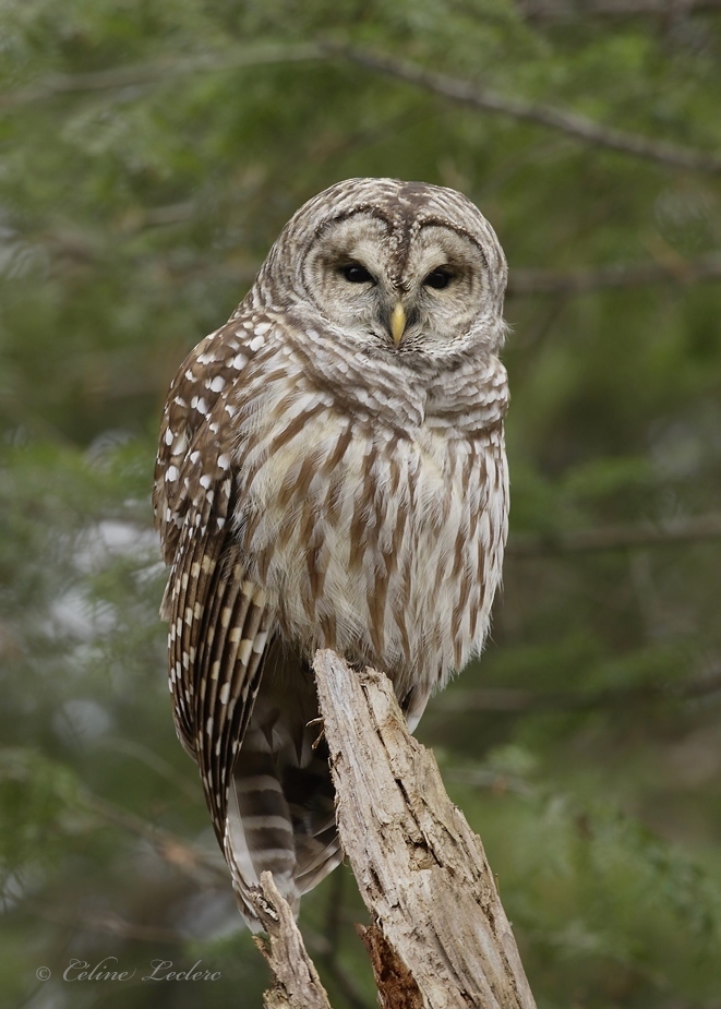 Chouette raye_Y3A3740 - Barred Owl