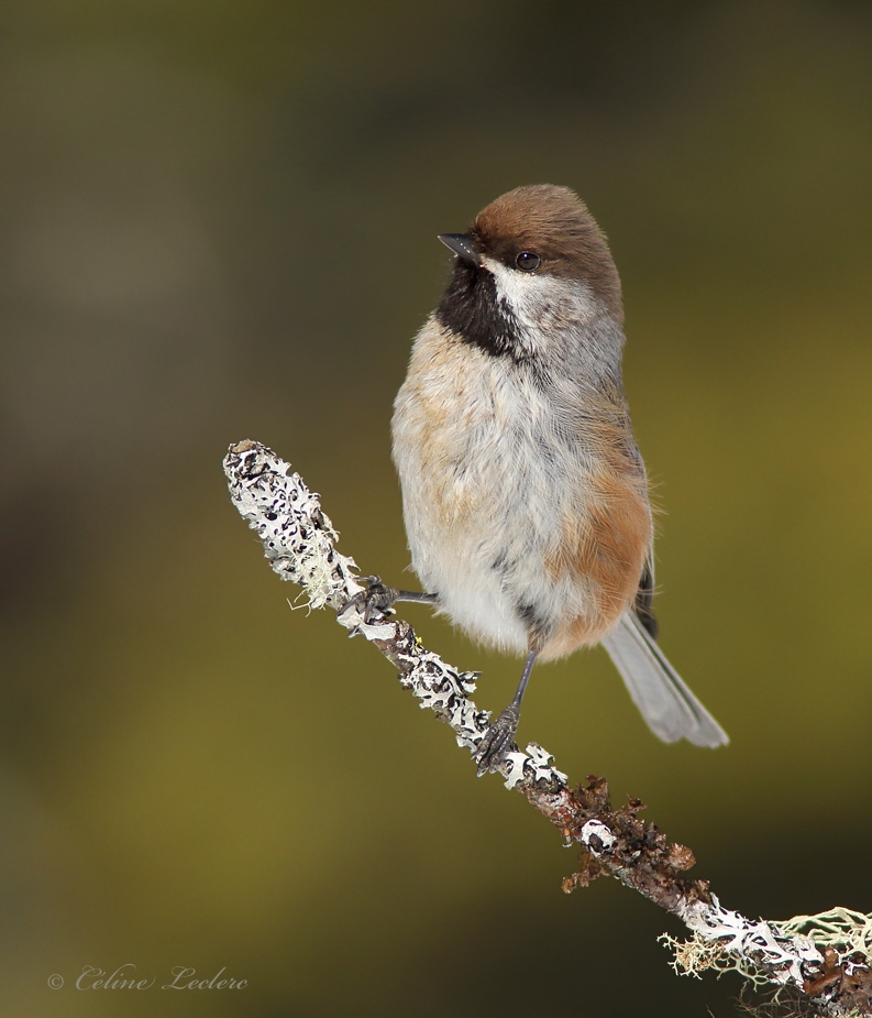 Msange  tte brune_3033 - Boreal Chickadee