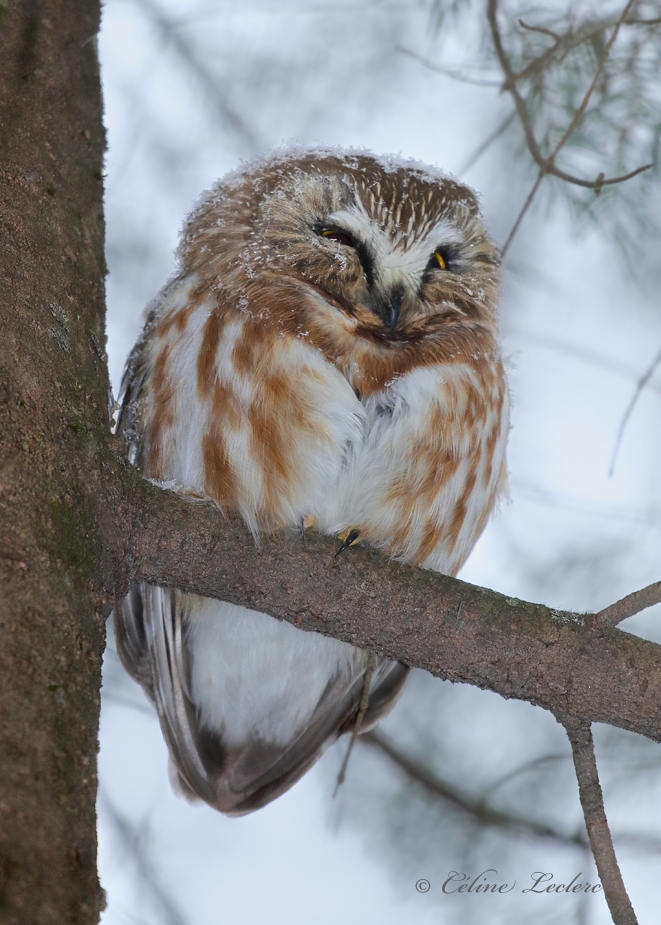 Petite Nyctale_Y3A7756 - Northern Saw-whet Owl