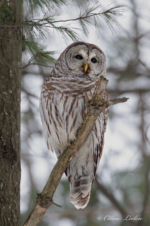 Chouette raye_Y3A9268 - Barred Owl