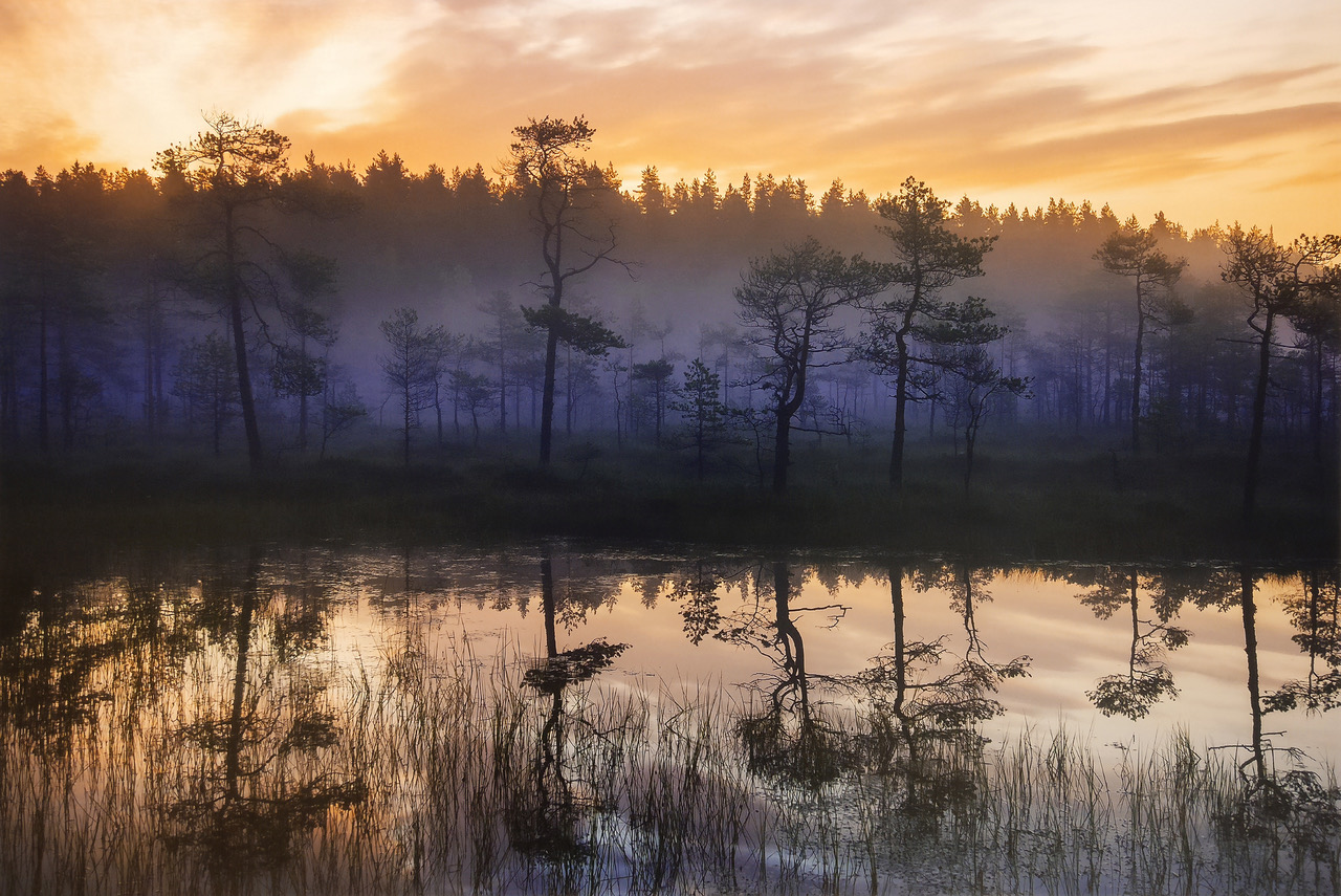On Ladoga Swamps
