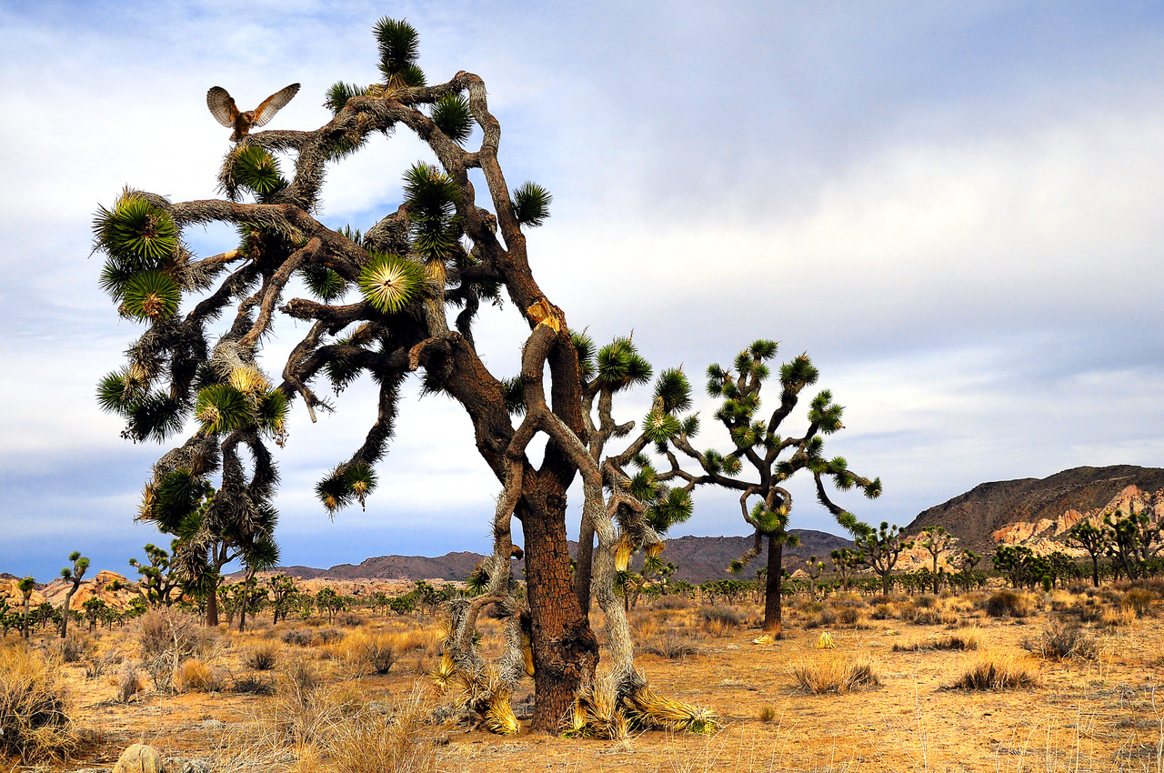 Joshua Trees