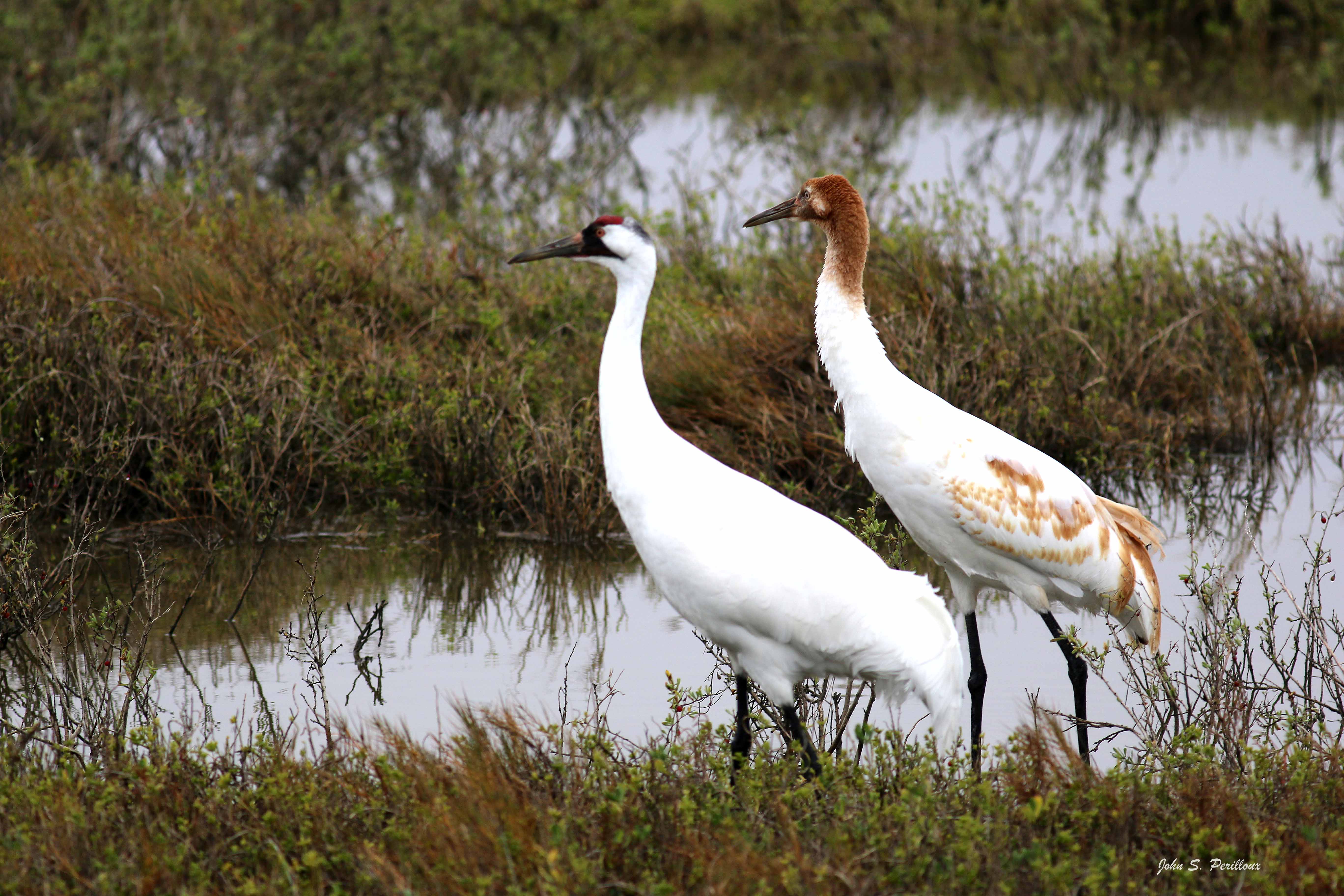 Mother and Chick