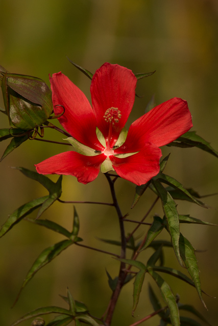 MARSH_FLOWER2441.jpg
