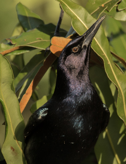 BOAT_TAIL_GRACKLE2781.jpg