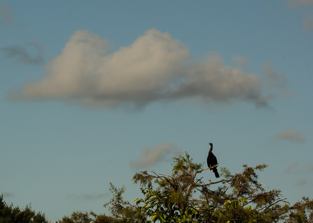 ANHINGA_+_CLOUD2812.jpg