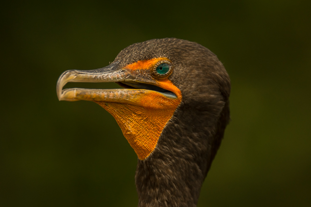 CORMORANT_PORTRAIT2306.jpg