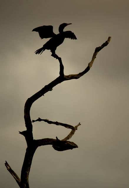 CORMORANT_SILHOUETTE2204.jpg