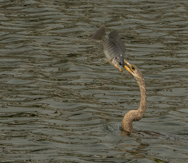 cormorant_w_fish1070107.jpg