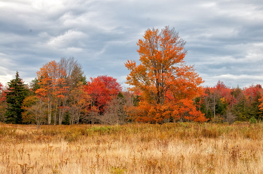 Canaan Valley West Virginia Area