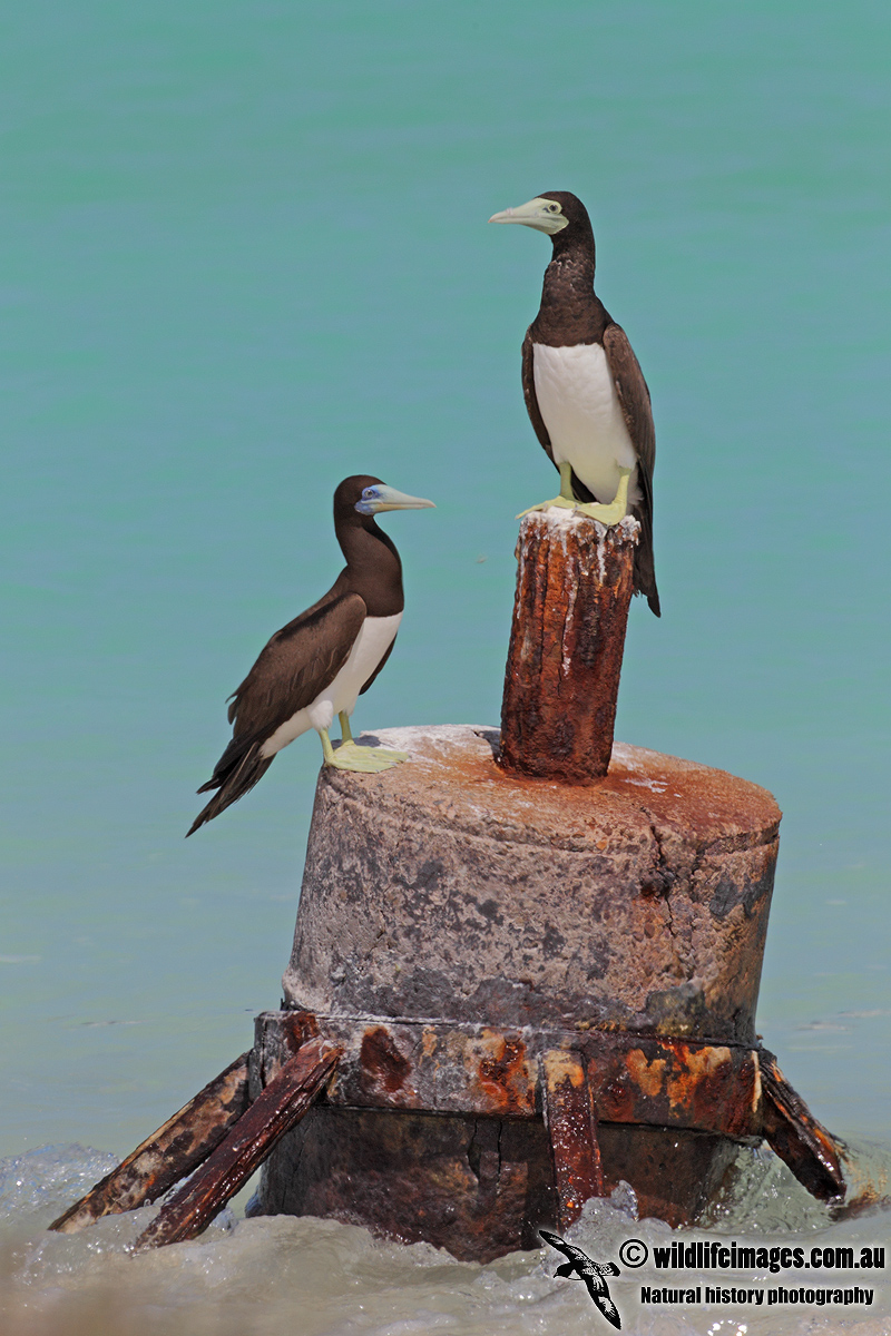 Brown Booby 8413.jpg