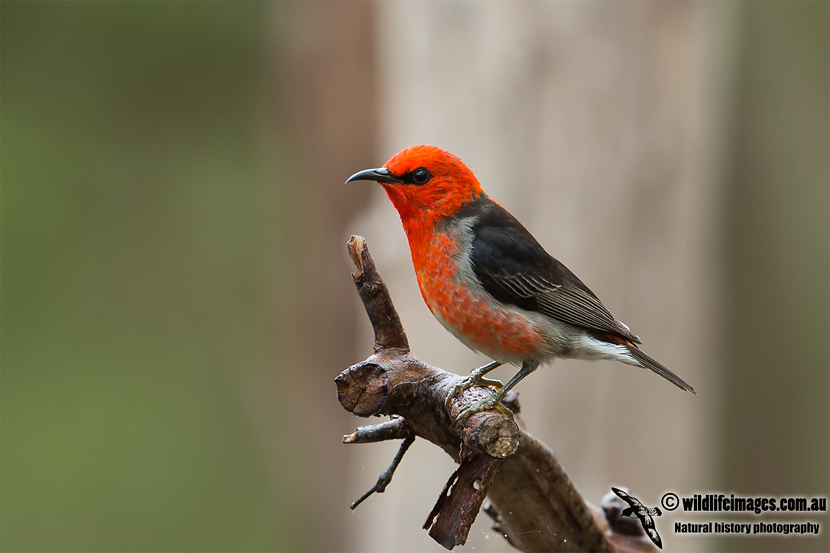 Scarlet Honeyeater 9344.jpg