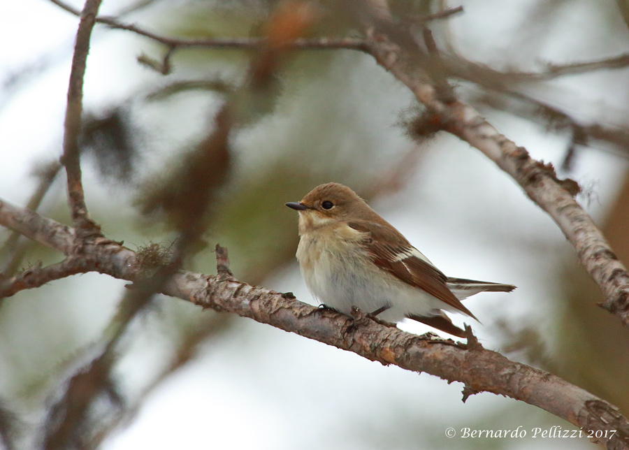 Pied Flycatcher (Ficedula hypoleuca)