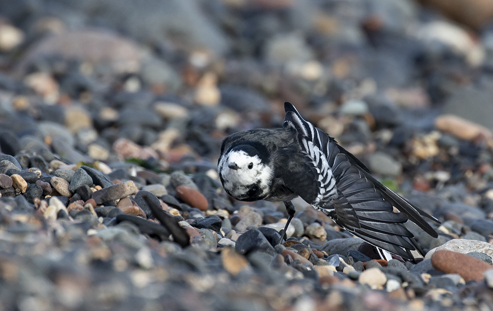 Pied Wagtail.