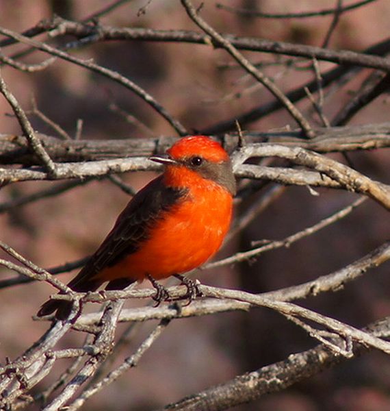 Vermilion Flycatcher