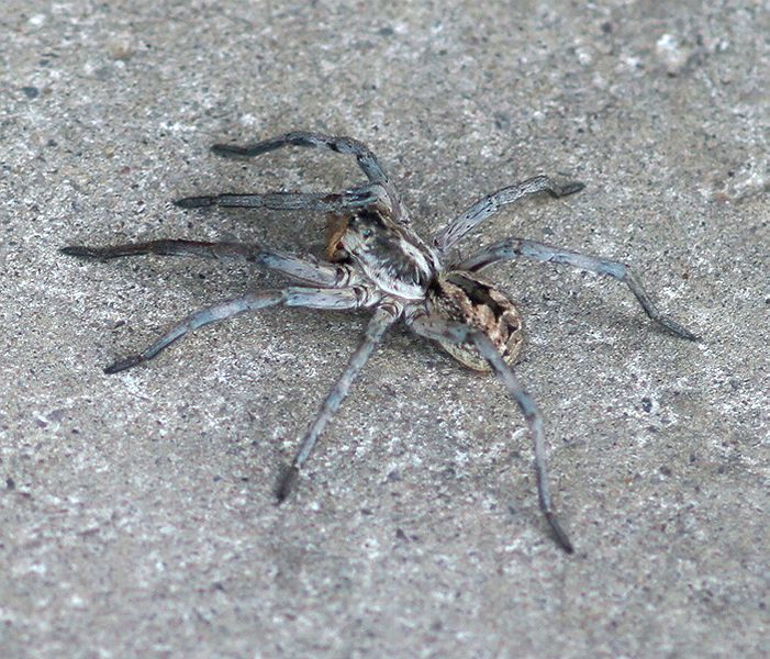 Wolf Spider