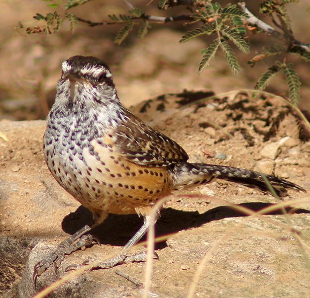Catus Wren