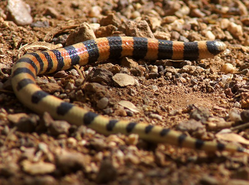 Variable Sandsnake