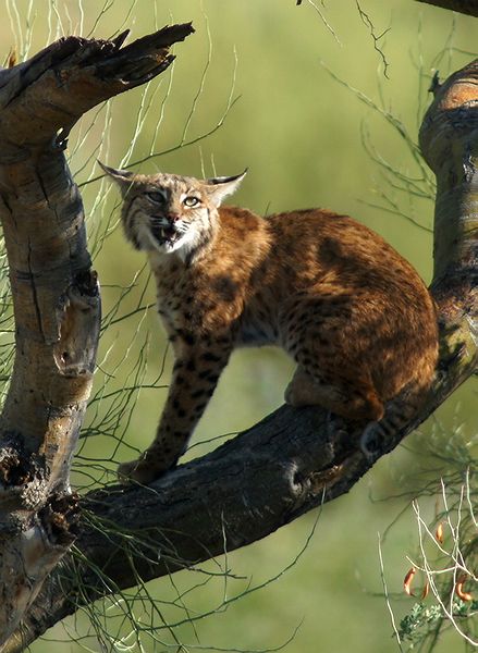 Bobcat