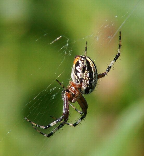 Orb-weaver Spider