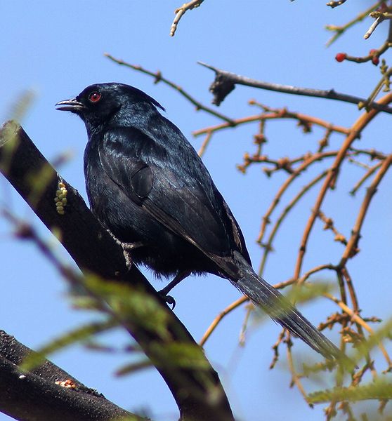 Phainopepla-Male