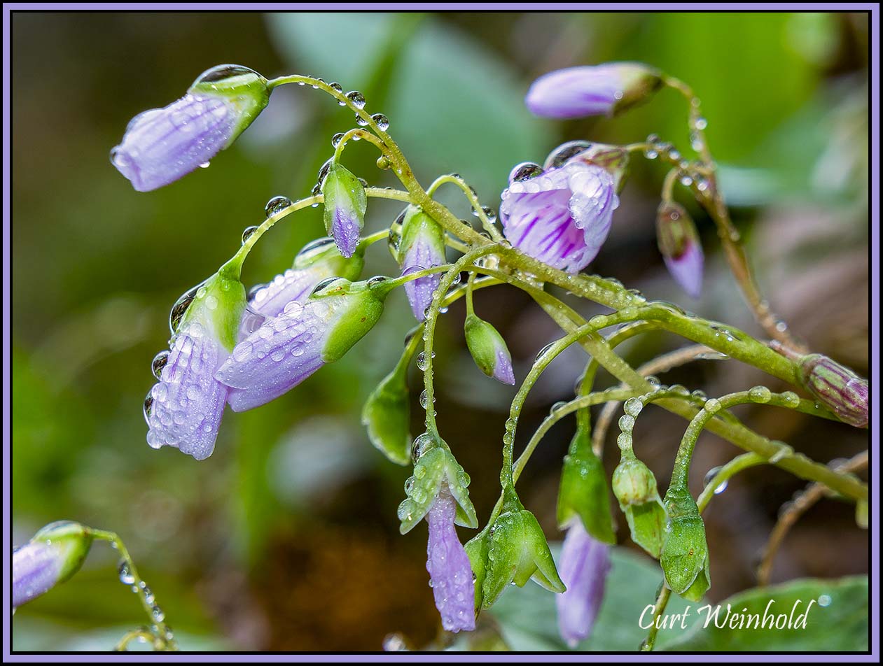 Wet Spring Beauties