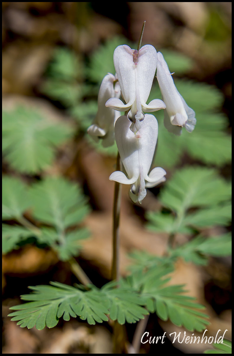 Squirrel Corn