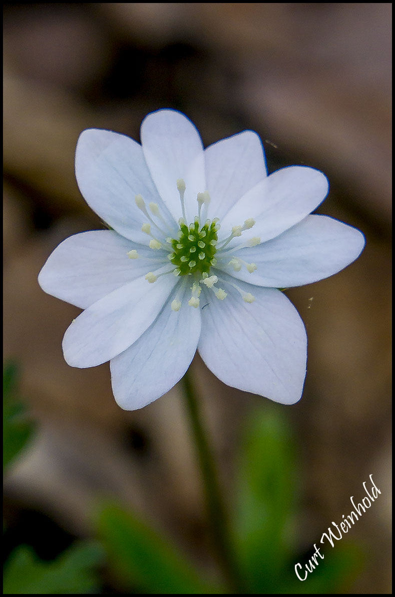 Rue Anemone