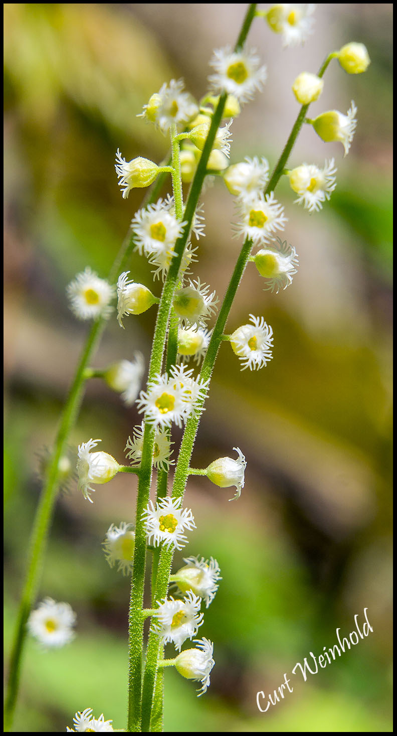 Miterwort