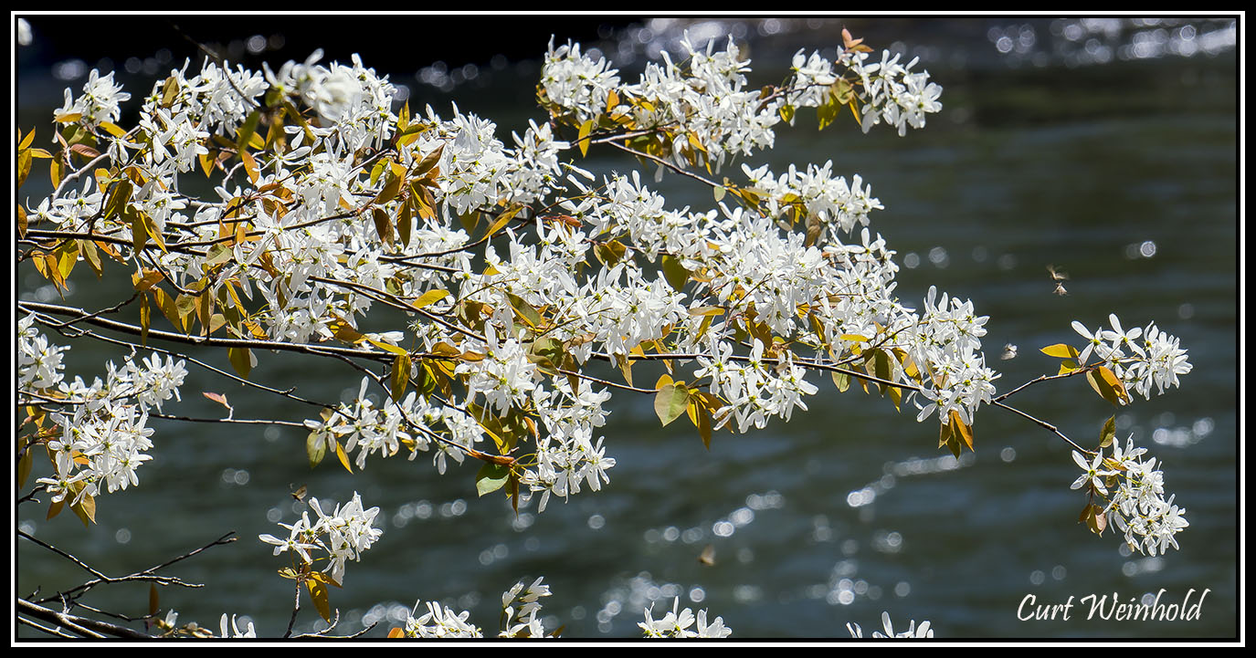 Juneberry on Pine Creek