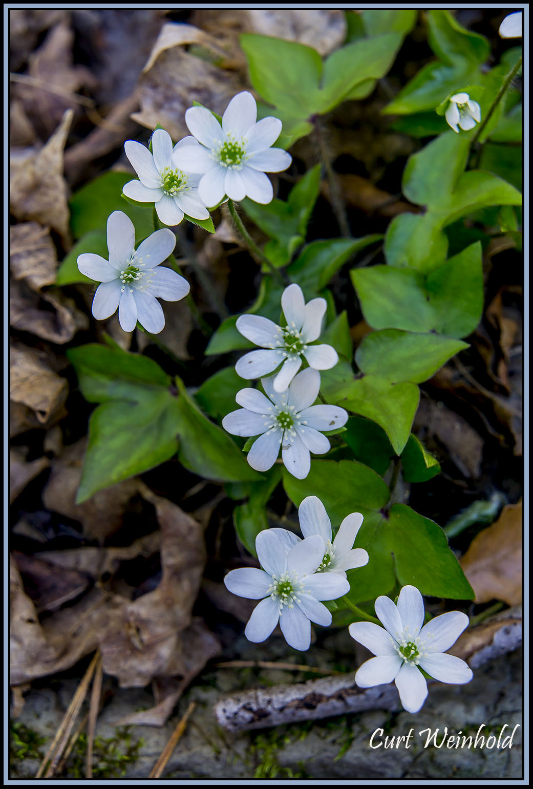 Hepatica