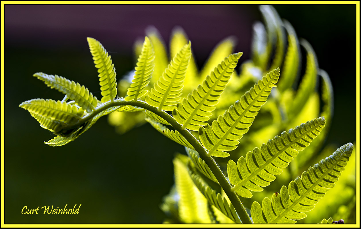 Interrupted Fern