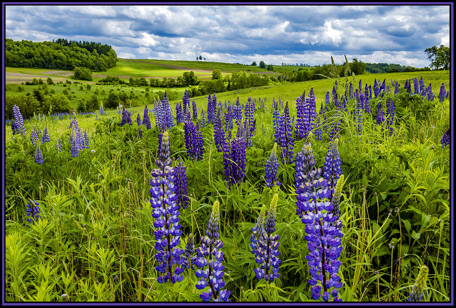 Lupine meadow