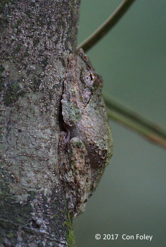 Frilled Tree Frog (Kurixalus appendiculatus)