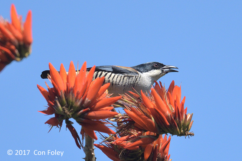 Cutia, Himalayan (male) @ Doi San Ju