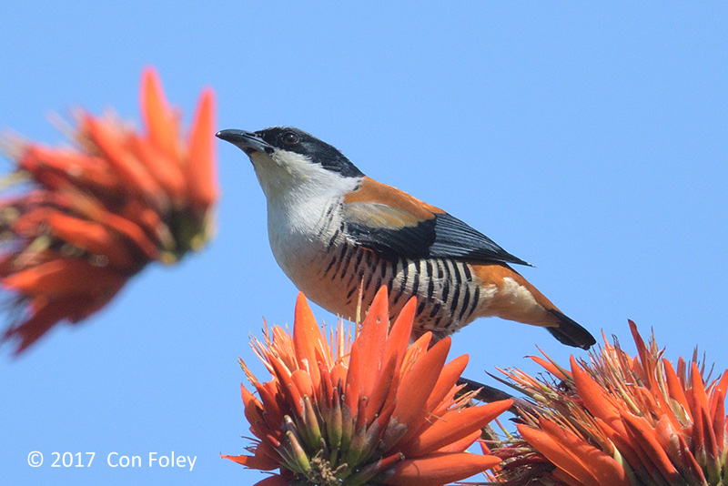 Cutia, Himalayan (male) @ Doi San Ju