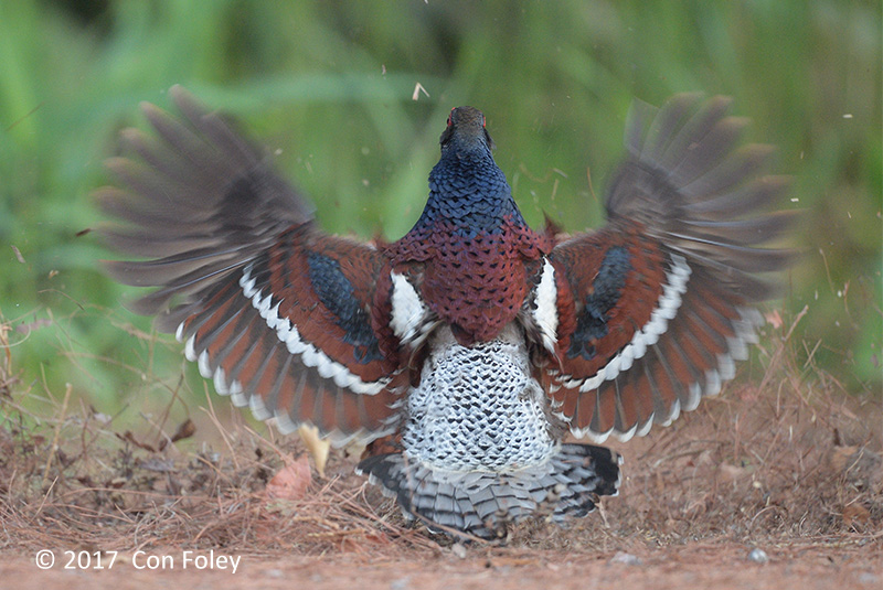 Pheasant, Mrs. Humes (male) @ Doi San Ju