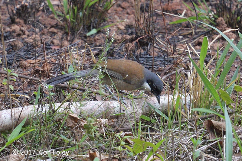 Laughingthrush, White-cheeked @ Da Lat