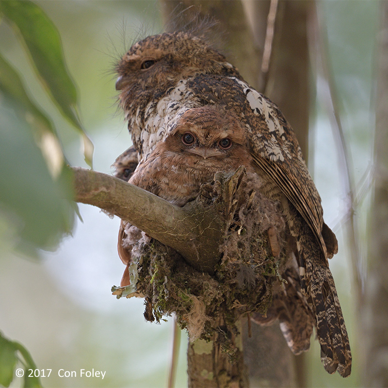Frogmouth, Hodgsons @ Da Lat