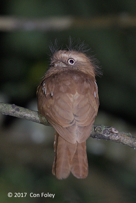 Frogmouth, Hodgsons @ Da Lat