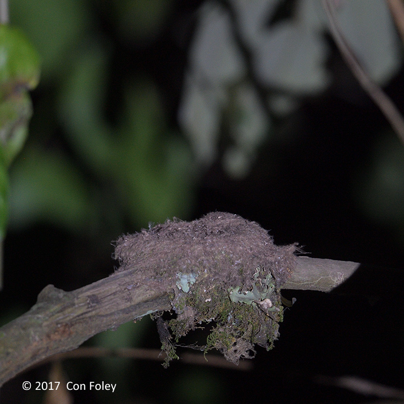 Frogmouth, Hodgsons @ Da Lat