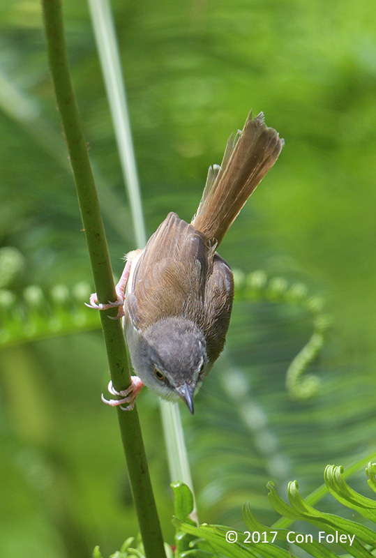 Prinia, Rufescent @ New Road