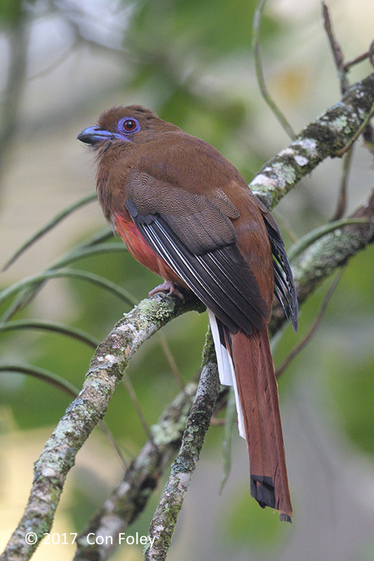 Trogon, Red-headed (female) @ Bishops Trail