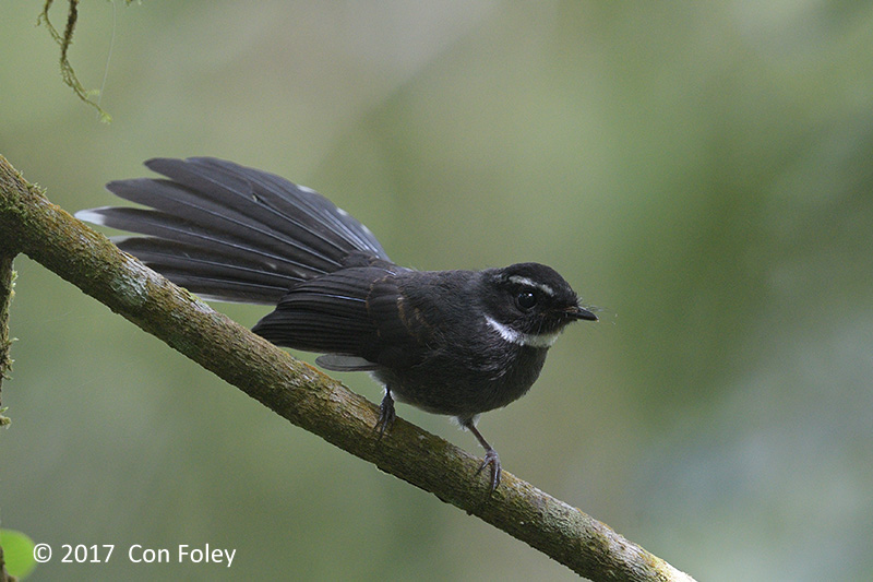 Fantail, White-throated @ Telecom Loop