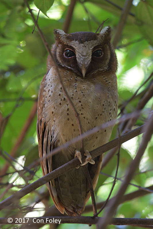 Owl, White-fronted Scops