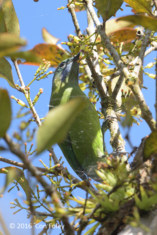 Leafbird, Orange-bellied (female) @ Mang Den