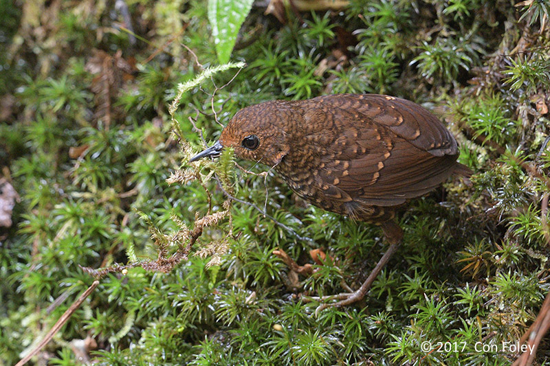 Cupwing, Pygmy @ Jalan Valley