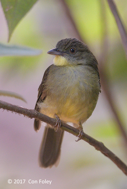 Bulbul, Finschs