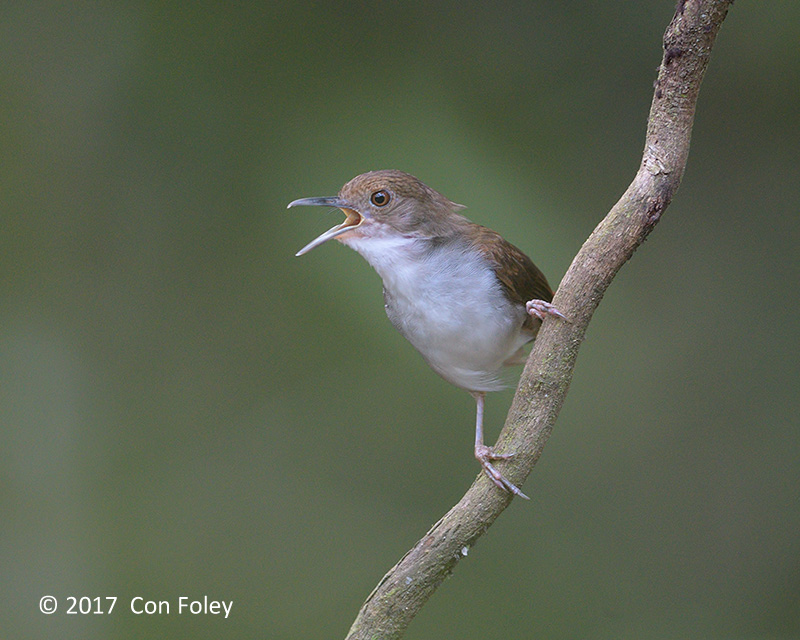 Babbler, White-chested