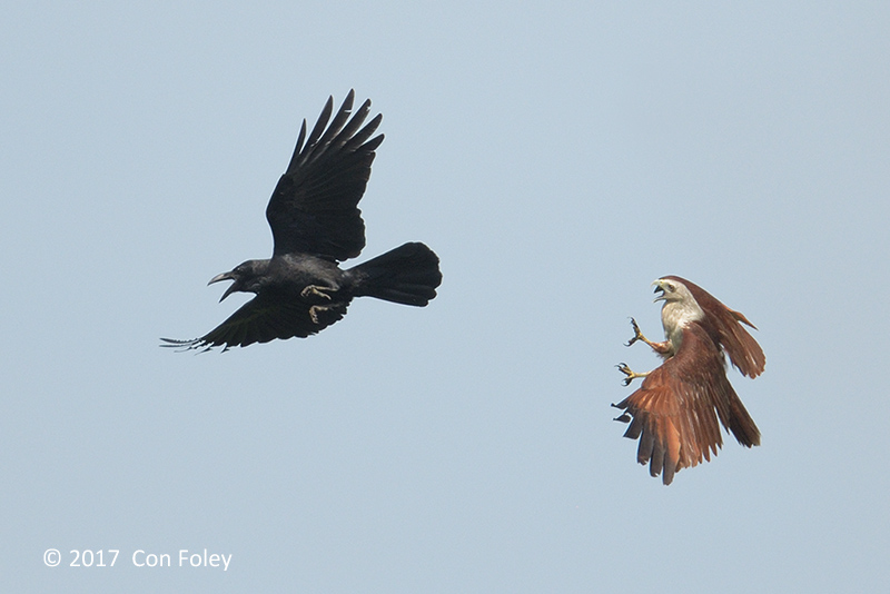 Kite, Brahminy + Large-billed Crow @ NTL2